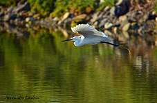 Aigrette garzette