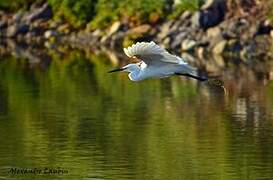 Little Egret