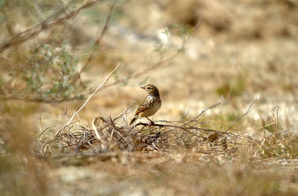 Madagascan Lark