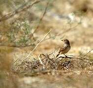 Madagascan Lark