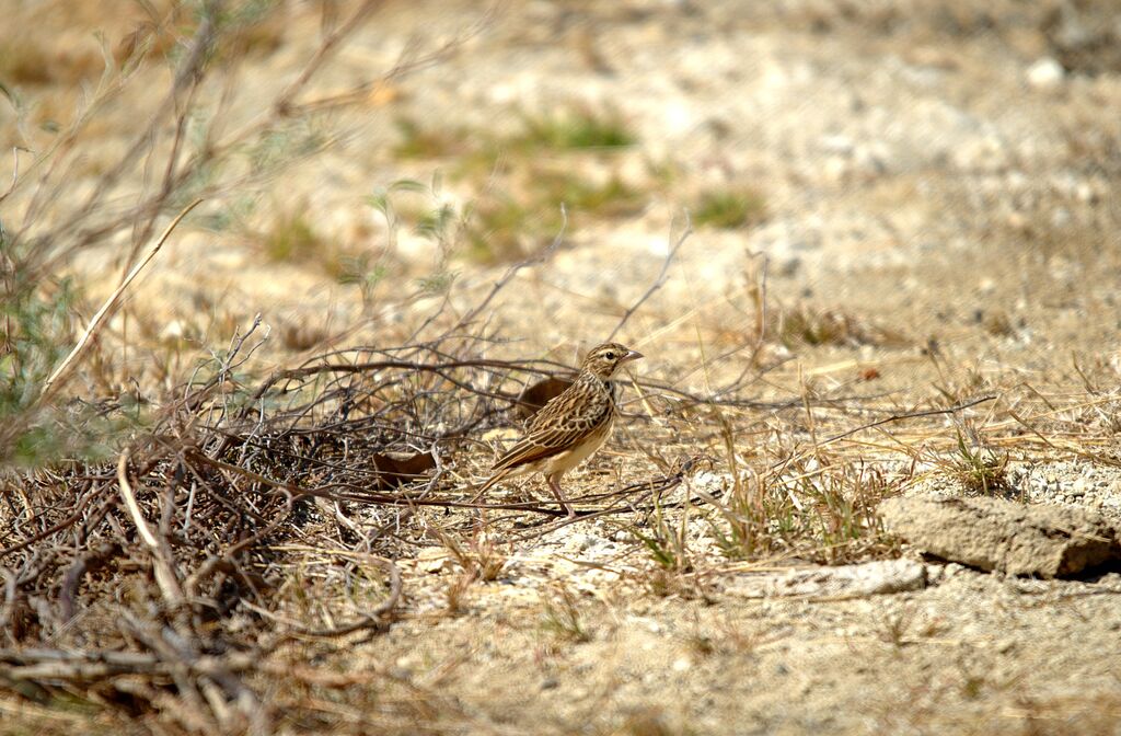 Madagascar Lark