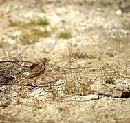 Madagascar Lark