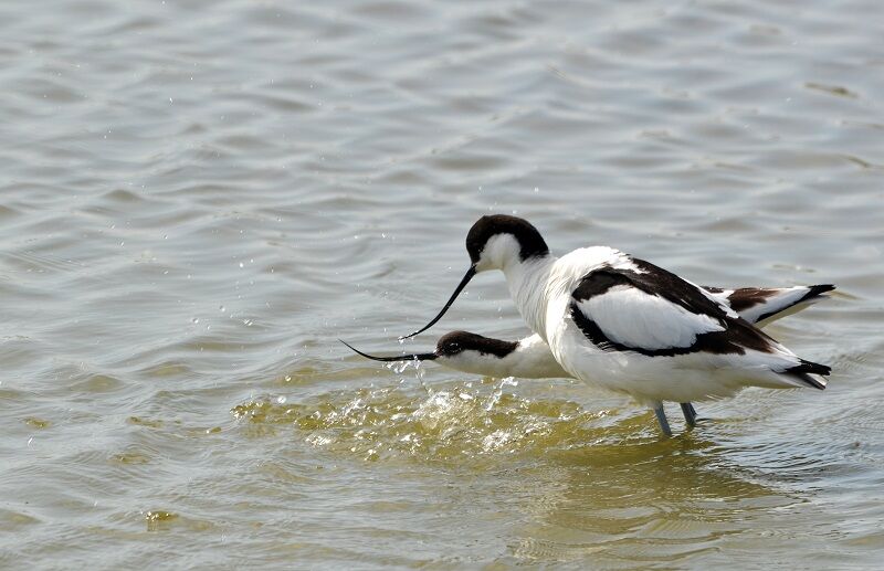 Avocette élégante