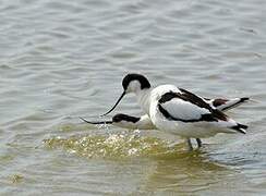 Pied Avocet