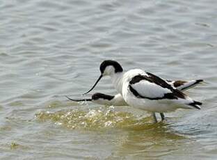 Avocette élégante