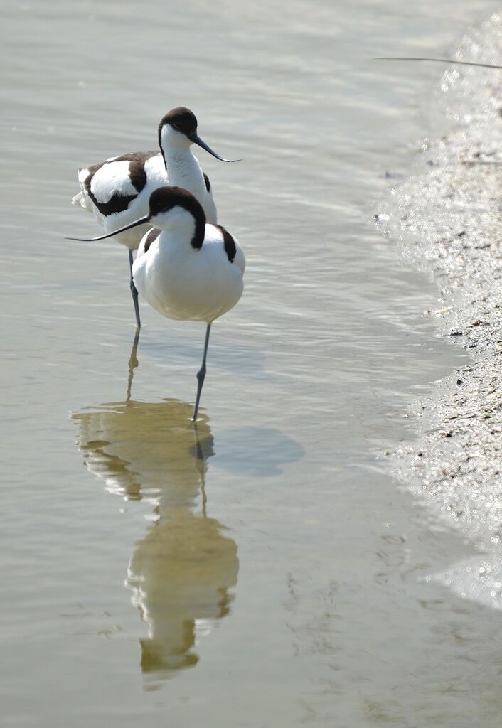 Avocette élégante 