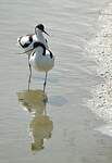 Avocette élégante