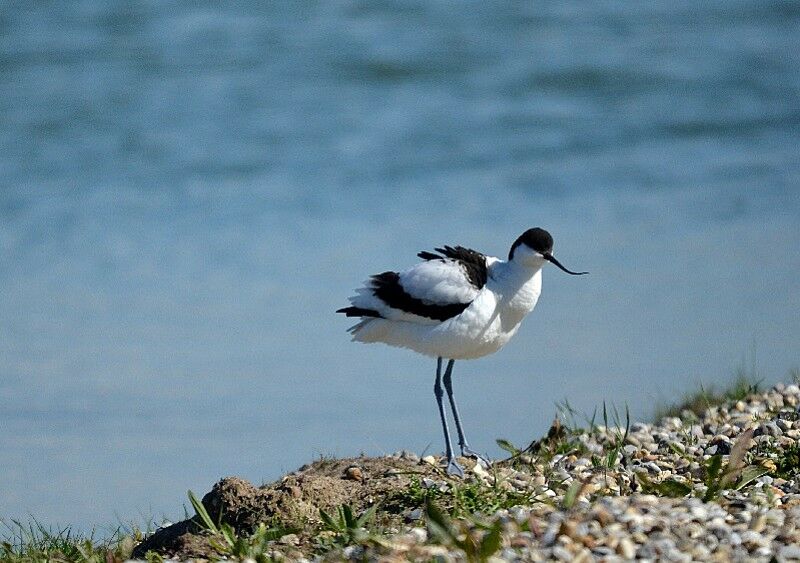 Avocette élégante