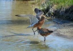 Bar-tailed Godwit