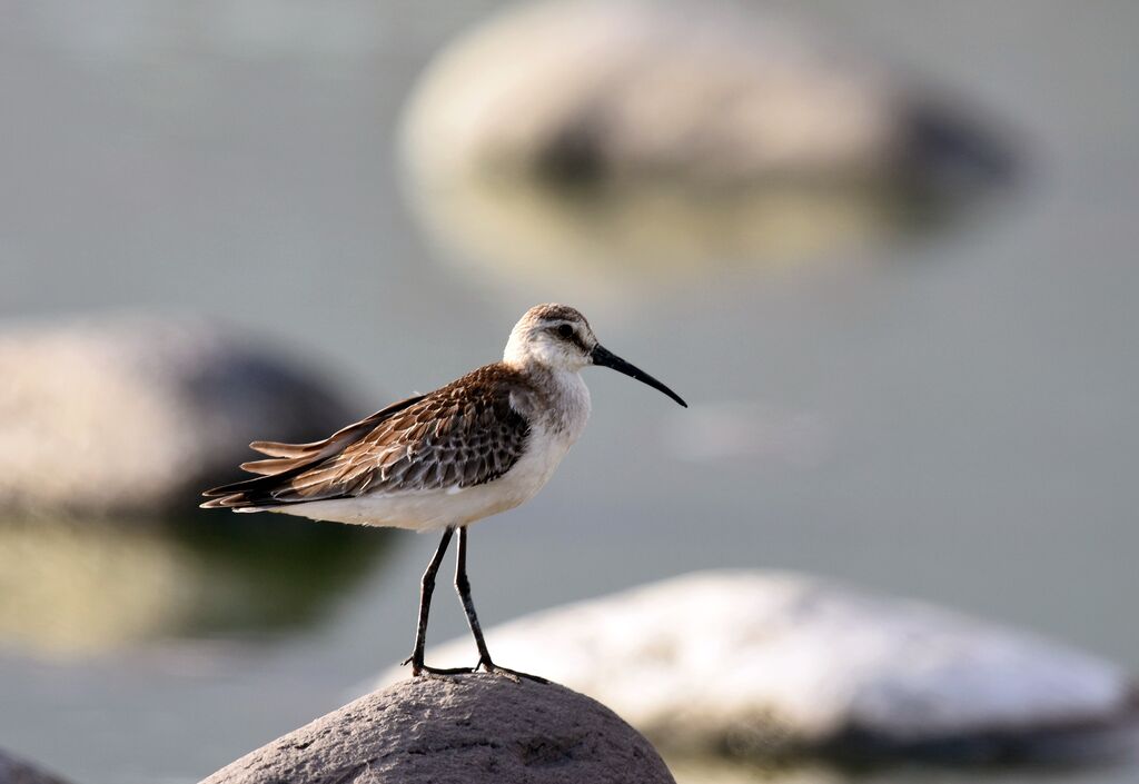 Curlew Sandpiper