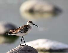 Curlew Sandpiper