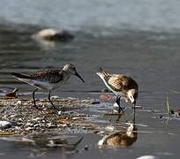 Curlew Sandpiper