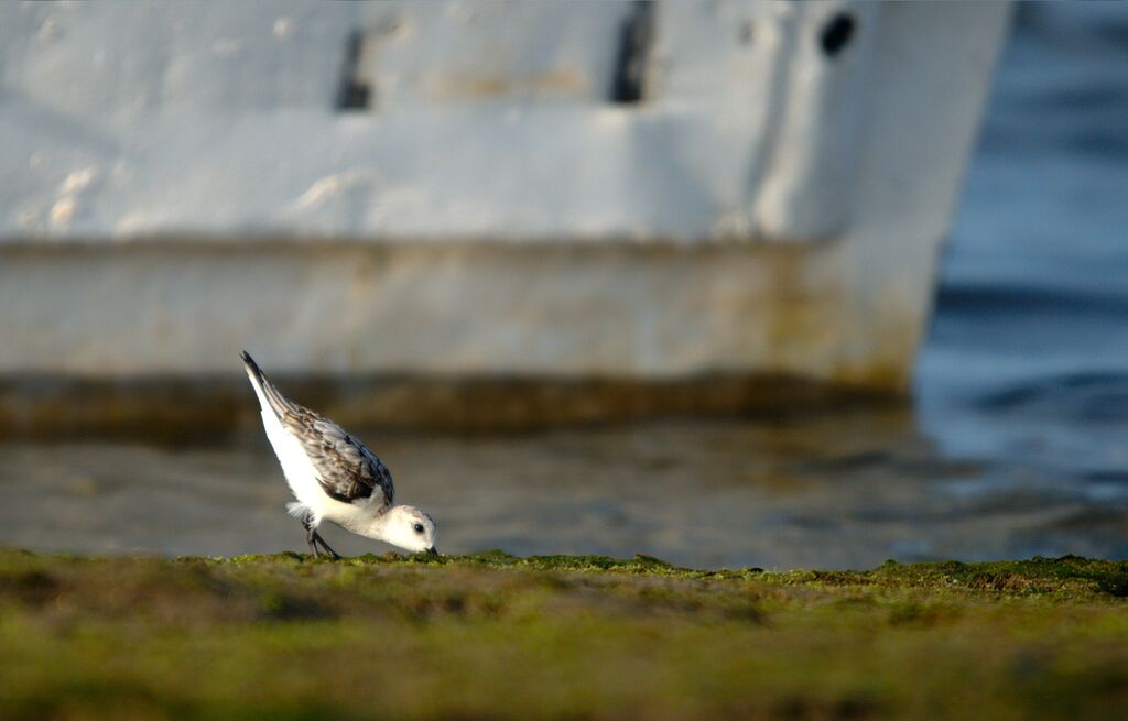 Bécasseau sanderling