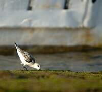 Bécasseau sanderling