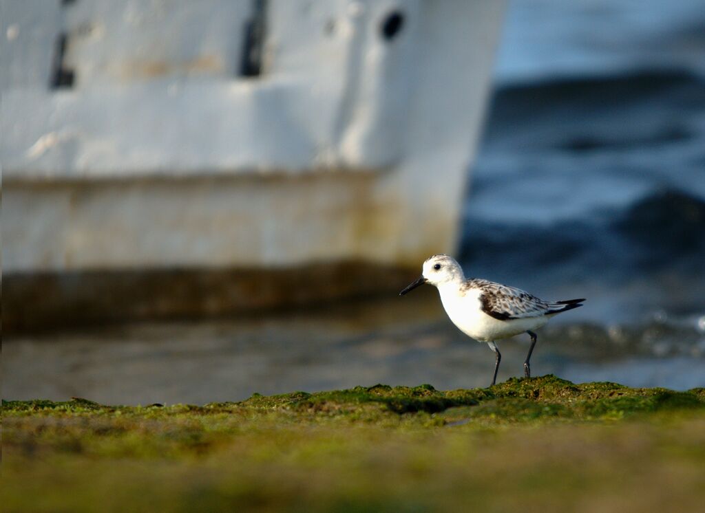 Bécasseau sanderling