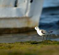 Bécasseau sanderling