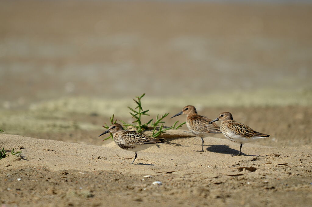 Dunlin