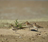 Dunlin