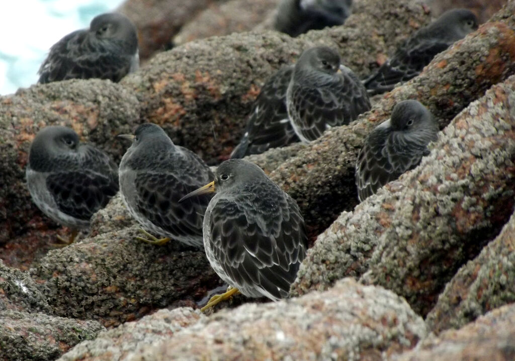 Purple Sandpiper