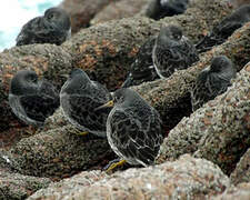 Purple Sandpiper