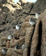 Purple Sandpiper