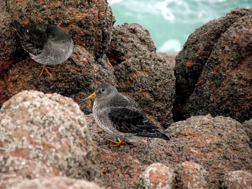 Purple Sandpiper