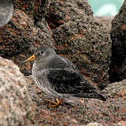 Purple Sandpiper