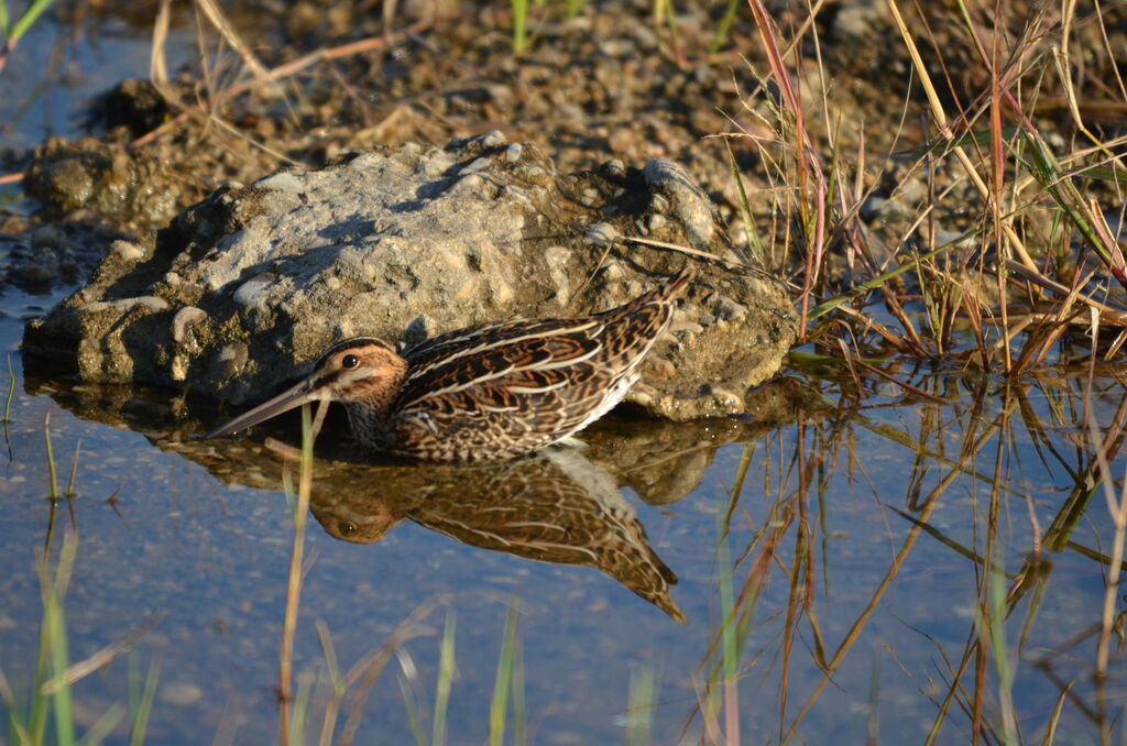 Common Snipe