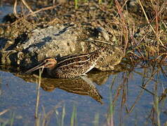 Common Snipe