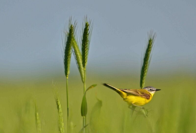 Western Yellow Wagtail