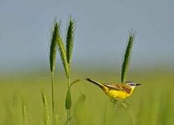 Western Yellow Wagtail