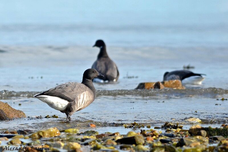 Brant Goose