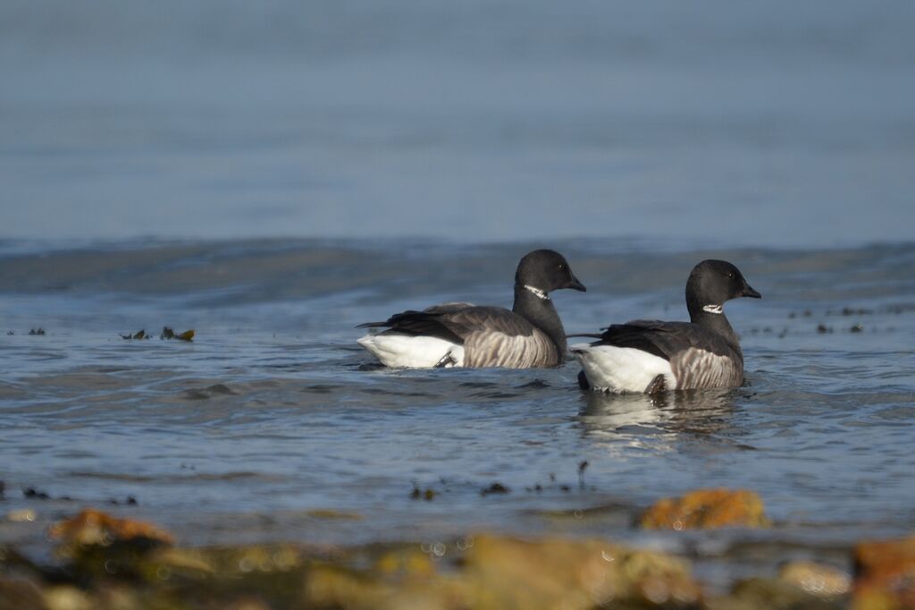 Brant Goose