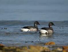 Brant Goose