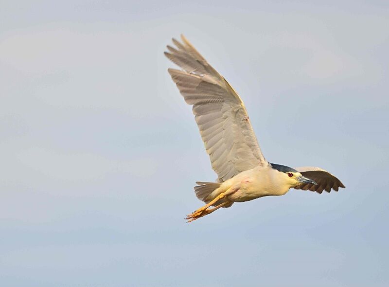 Black-crowned Night Heron