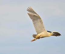 Black-crowned Night Heron