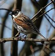 Common Reed Bunting