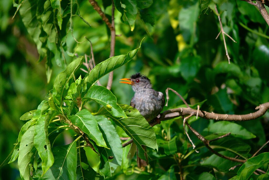 Bulbul de Madagascar