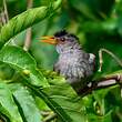 Bulbul de Madagascar