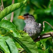 Malagasy Bulbul