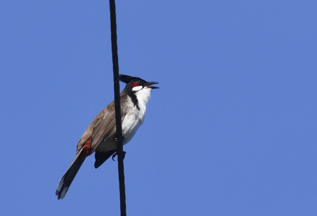 Bulbul orphée