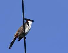 Red-whiskered Bulbul