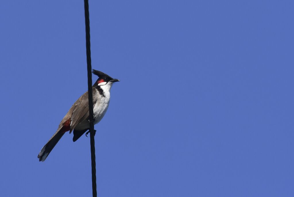 Bulbul orphée