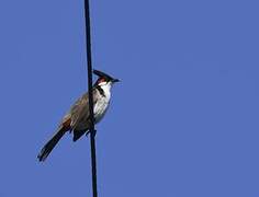 Red-whiskered Bulbul