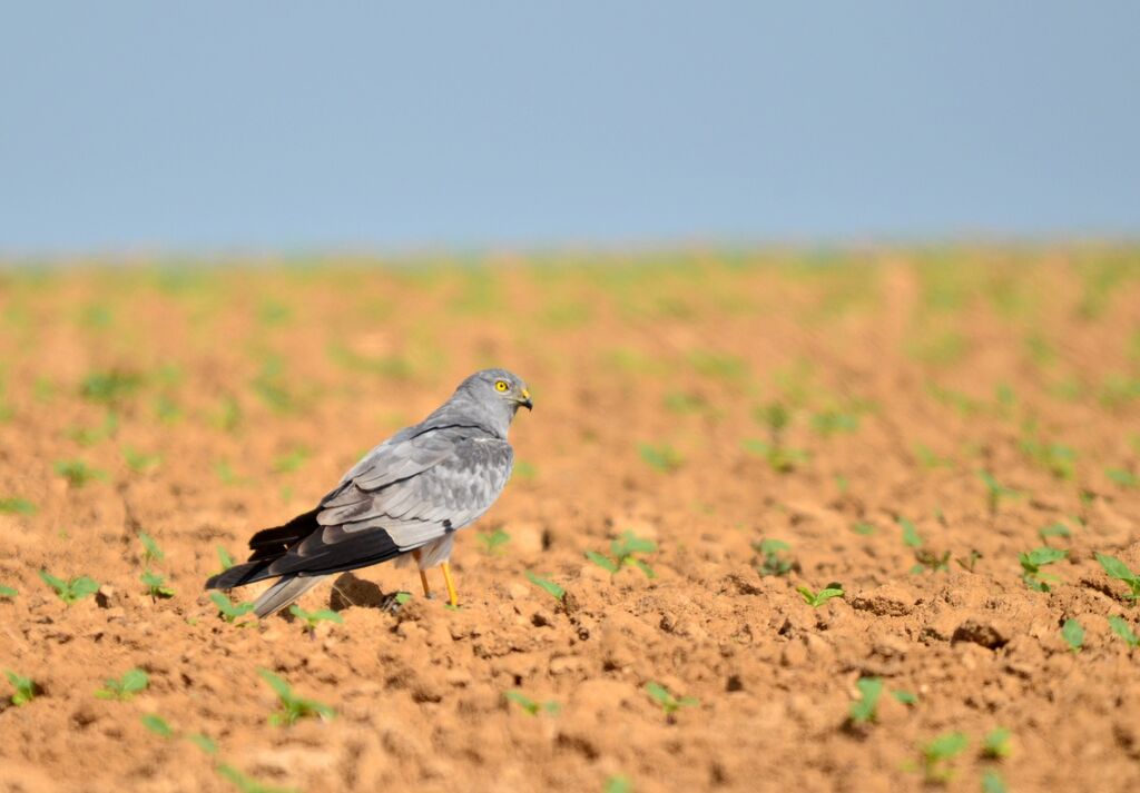 Montagu's Harrier