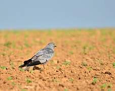 Montagu's Harrier