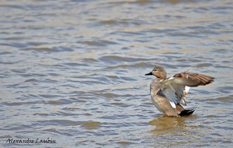 Canard chipeau