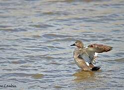 Canard chipeau