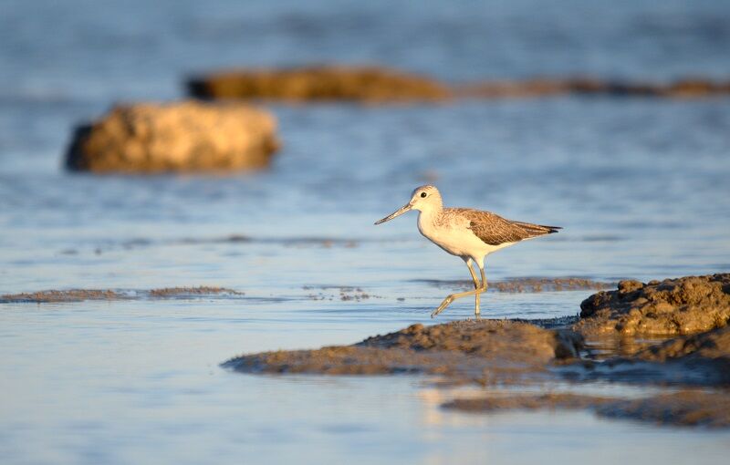 Common Greenshank