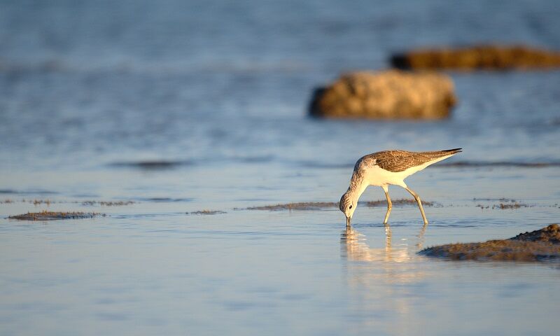 Common Greenshank